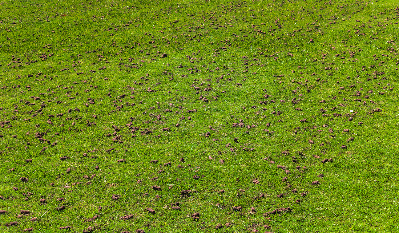 Core Aeration