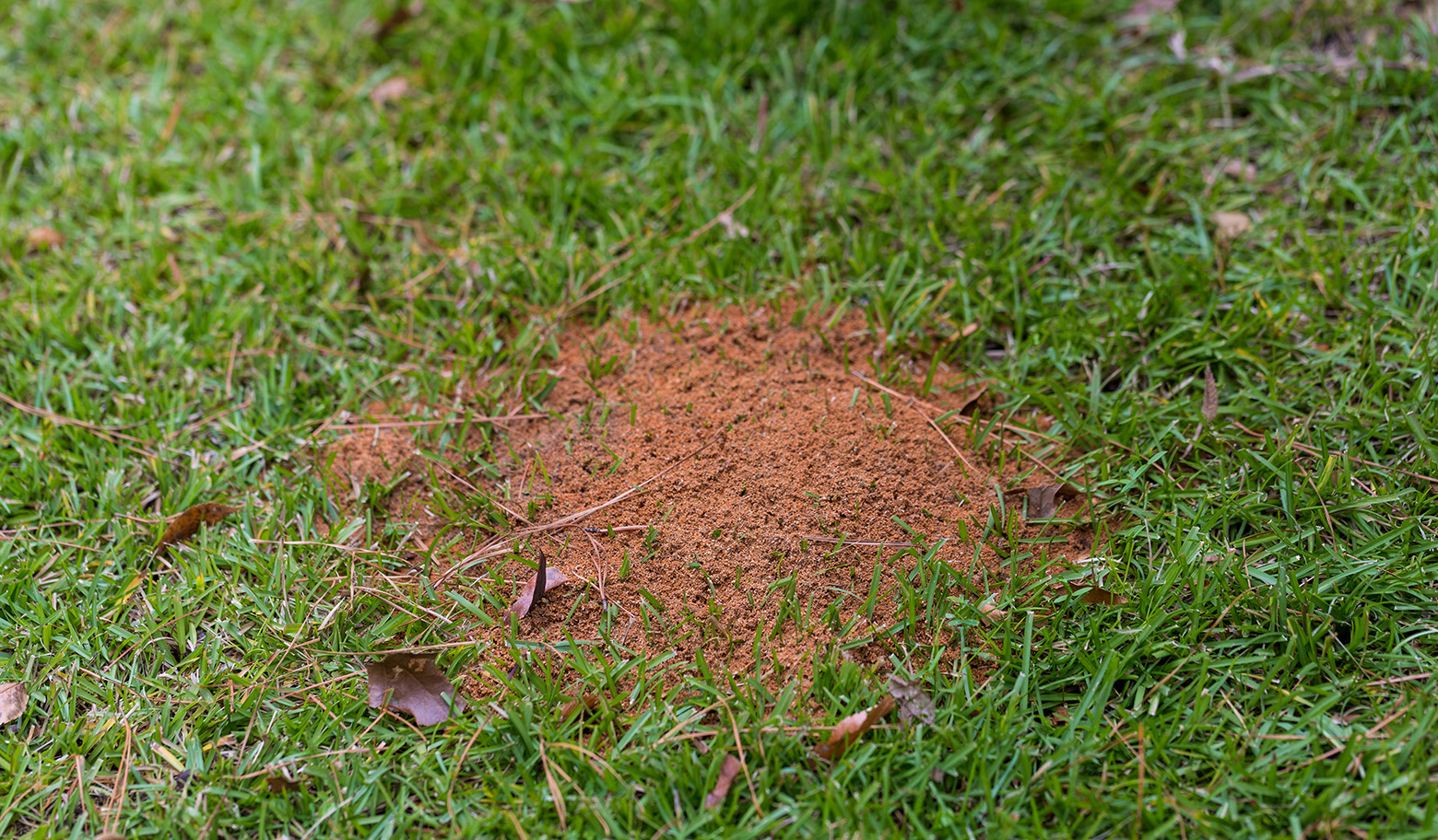 Fire Ant Control