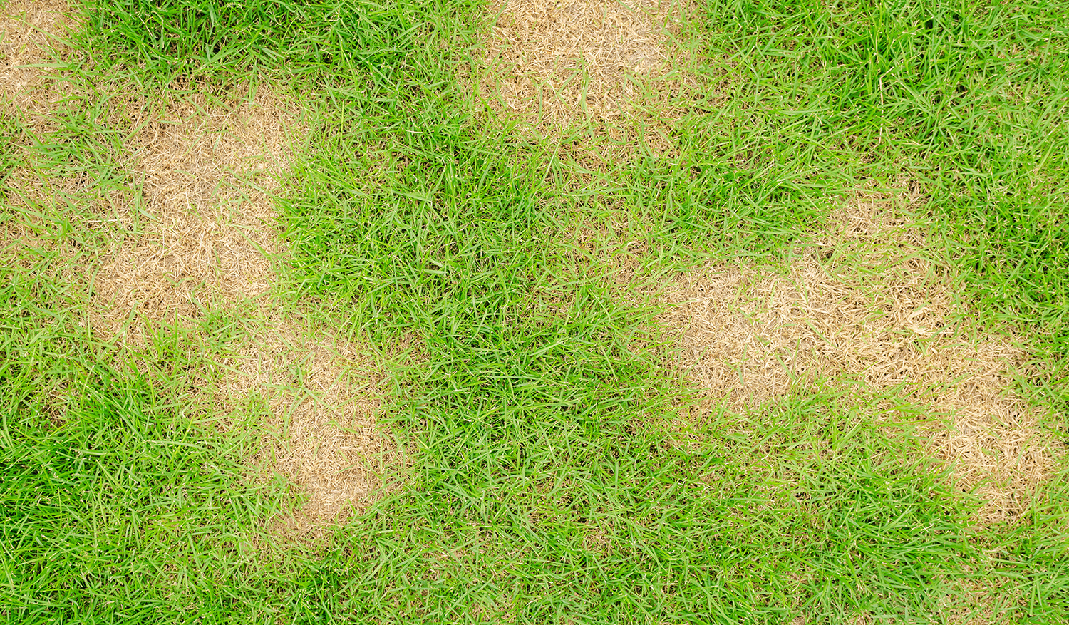 Lawn Fungus Control