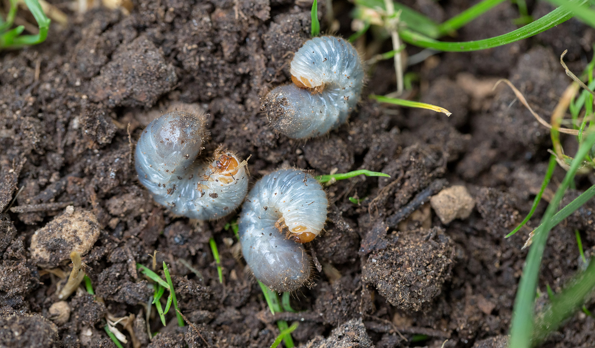 Grub Control